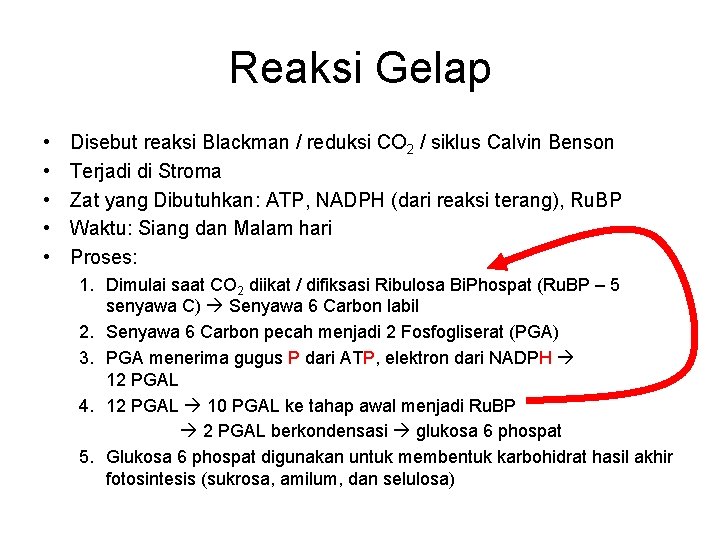 Reaksi Gelap • • • Disebut reaksi Blackman / reduksi CO 2 / siklus