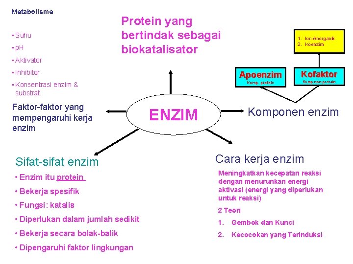 Metabolisme • Suhu • p. H Protein yang bertindak sebagai biokatalisator 1. Ion Anorganik