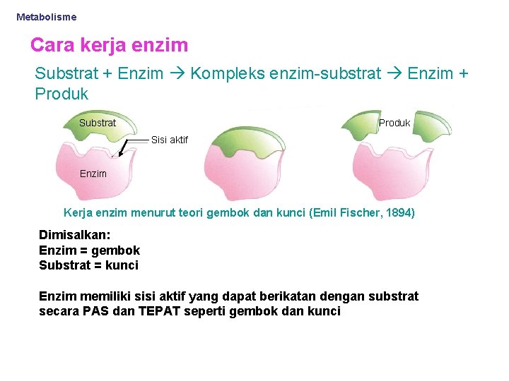 Metabolisme Cara kerja enzim Substrat + Enzim Kompleks enzim-substrat Enzim + Produk Substrat Produk