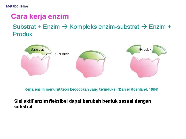 Metabolisme Cara kerja enzim Substrat + Enzim Kompleks enzim-substrat Enzim + Produk Substrat Produk