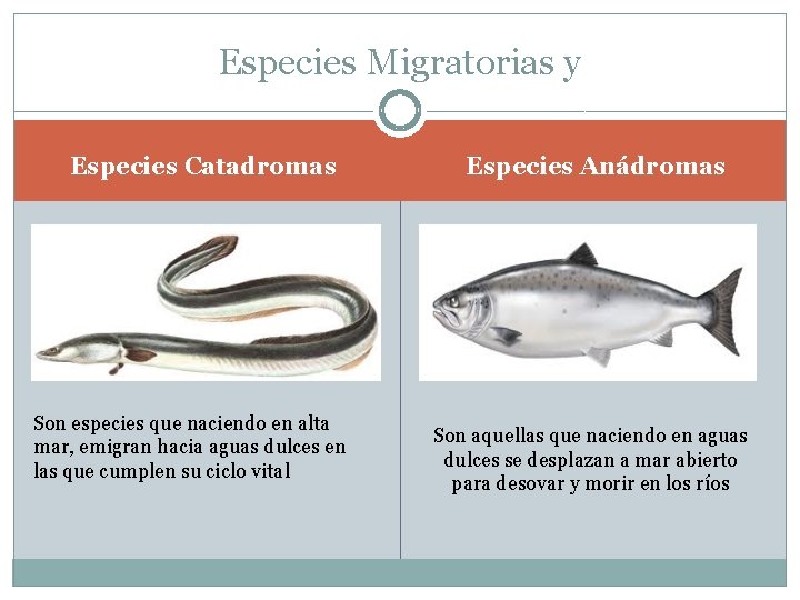 Especies Migratorias y Especies Catadromas Son especies que naciendo en alta mar, emigran hacia