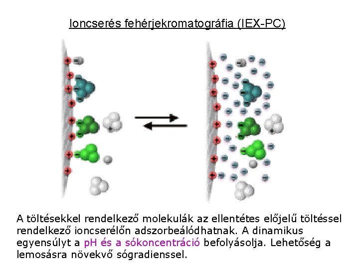 Ioncserés fehérjekromatográfia (IEX-PC) A töltésekkel rendelkező molekulák az ellentétes előjelű töltéssel rendelkező ioncserélőn adszorbeálódhatnak.