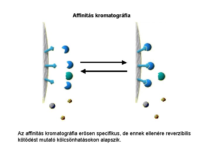 Affinitás kromatográfia Az affinitás kromatográfia erősen specifikus, de ennek ellenére reverzibilis kötődést mutató kölcsönhatásokon