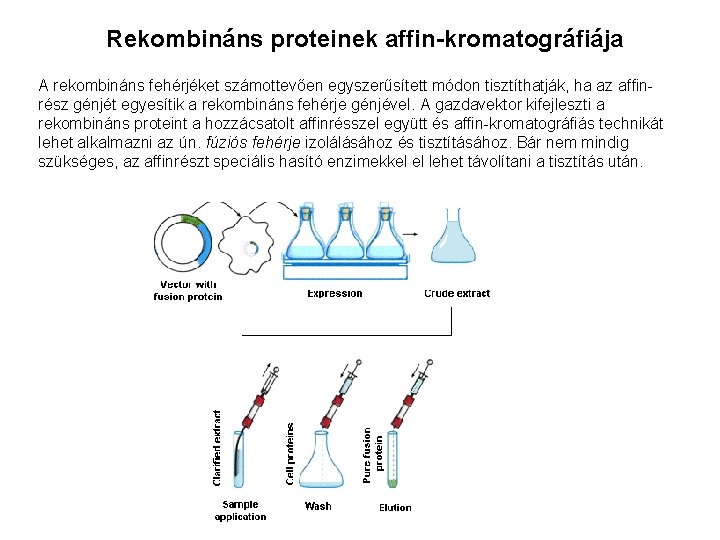 Rekombináns proteinek affin-kromatográfiája A rekombináns fehérjéket számottevően egyszerűsített módon tisztíthatják, ha az affinrész génjét