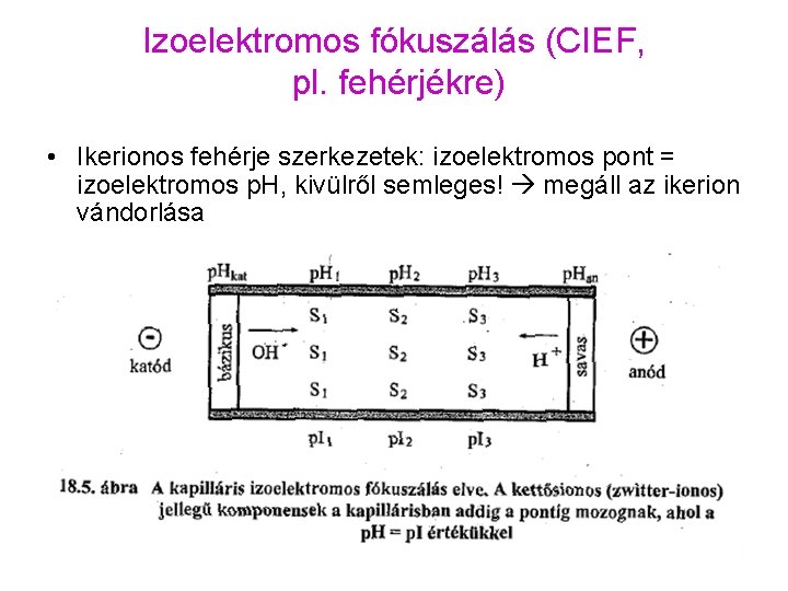 Izoelektromos fókuszálás (CIEF, pl. fehérjékre) • Ikerionos fehérje szerkezetek: izoelektromos pont = izoelektromos p.