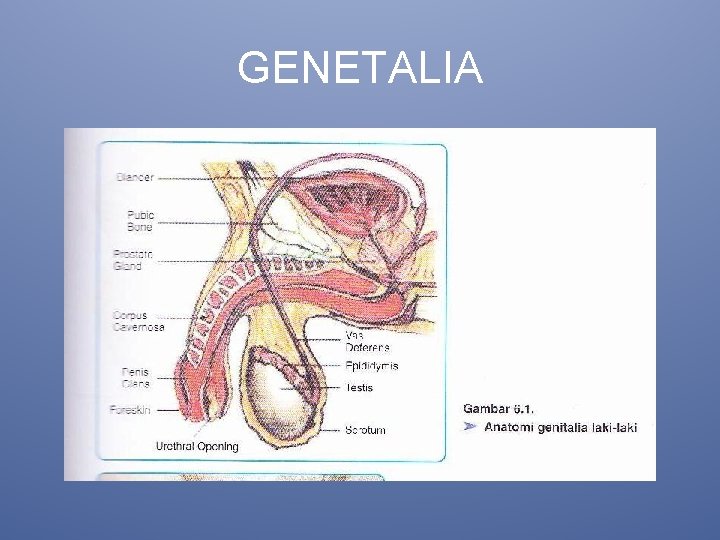 GENETALIA 