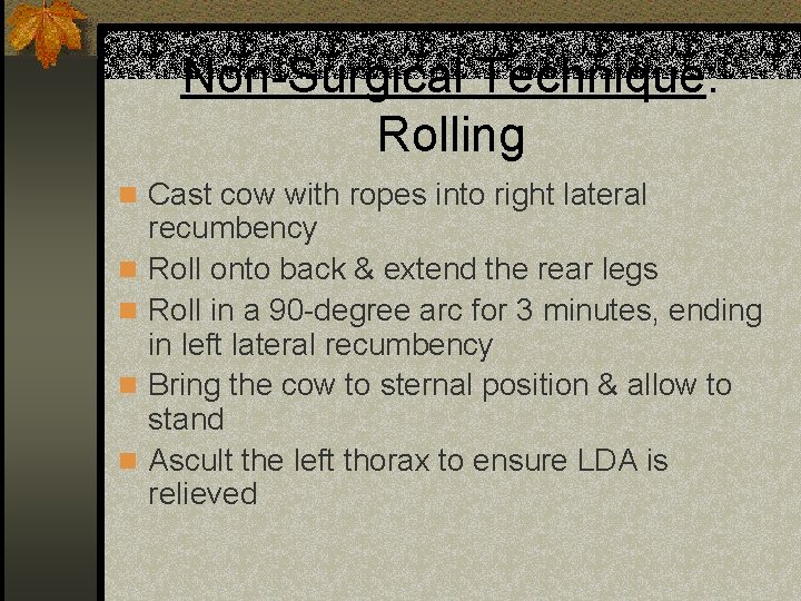 Non-Surgical Technique: Rolling n Cast cow with ropes into right lateral n n recumbency