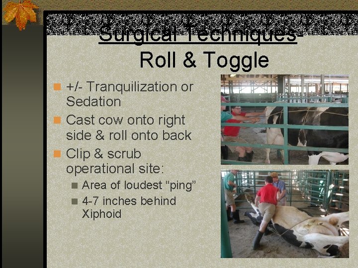 Surgical Techniques. Roll & Toggle n +/- Tranquilization or Sedation n Cast cow onto