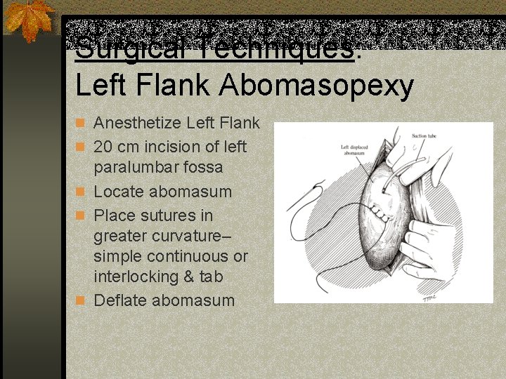 Surgical Techniques: Left Flank Abomasopexy n Anesthetize Left Flank n 20 cm incision of