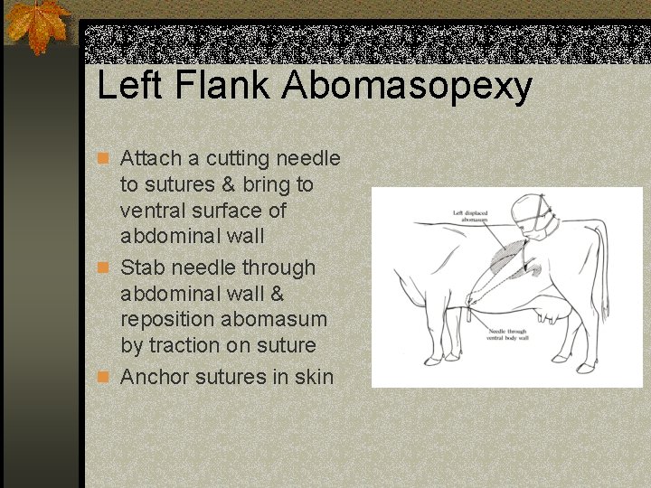 Left Flank Abomasopexy n Attach a cutting needle to sutures & bring to ventral