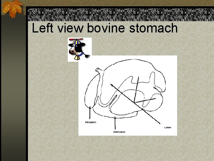 Left view bovine stomach 