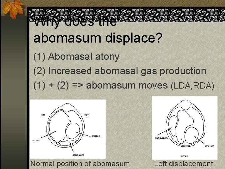 Why does the abomasum displace? (1) Abomasal atony (2) Increased abomasal gas production (1)