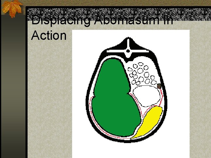 Displacing Abomasum In Action 