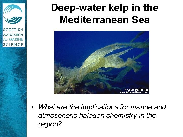 Deep-water kelp in the Mediterranean Sea • What are the implications for marine and