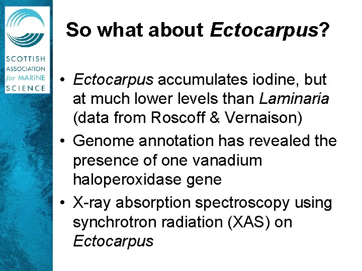 So what about Ectocarpus? • Ectocarpus accumulates iodine, but at much lower levels than