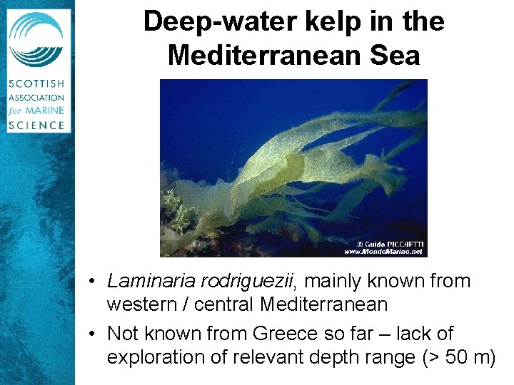 Deep-water kelp in the Mediterranean Sea • Laminaria rodriguezii, mainly known from western /