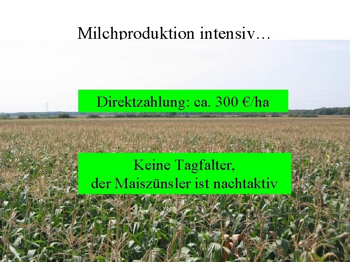 Milchproduktion intensiv… Direktzahlung: ca. 300 €/ha Keine Tagfalter, der Maiszünsler ist nachtaktiv 