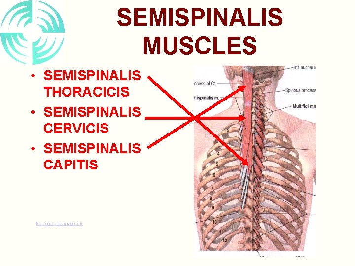 SEMISPINALIS MUSCLES • SEMISPINALIS THORACICIS • SEMISPINALIS CERVICIS • SEMISPINALIS CAPITIS Functional anatomy 