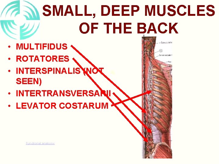 SMALL, DEEP MUSCLES OF THE BACK • MULTIFIDUS • ROTATORES • INTERSPINALIS (NOT SEEN)