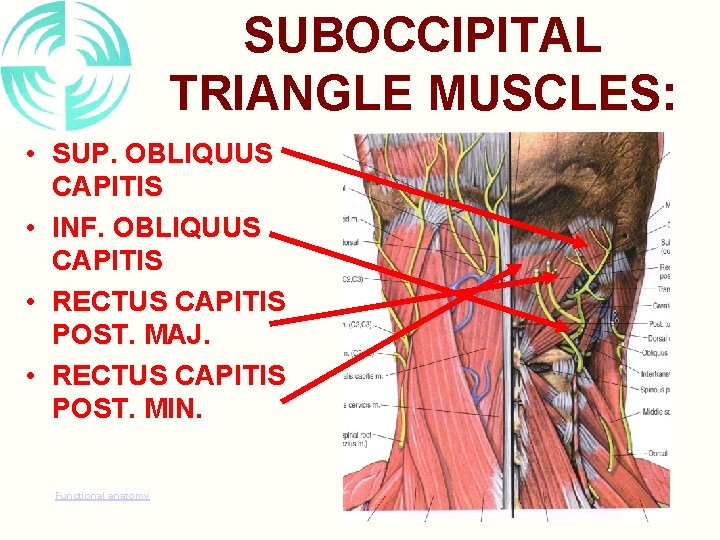 SUBOCCIPITAL TRIANGLE MUSCLES: • SUP. OBLIQUUS CAPITIS • INF. OBLIQUUS CAPITIS • RECTUS CAPITIS