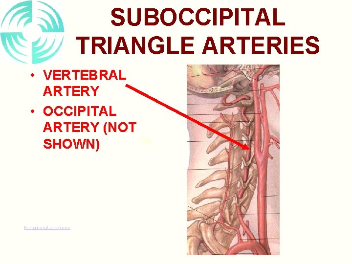 SUBOCCIPITAL TRIANGLE ARTERIES • VERTEBRAL ARTERY • OCCIPITAL ARTERY (NOT SHOWN) Functional anatomy 