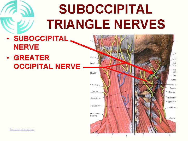 SUBOCCIPITAL TRIANGLE NERVES • SUBOCCIPITAL NERVE • GREATER OCCIPITAL NERVE Functional anatomy 