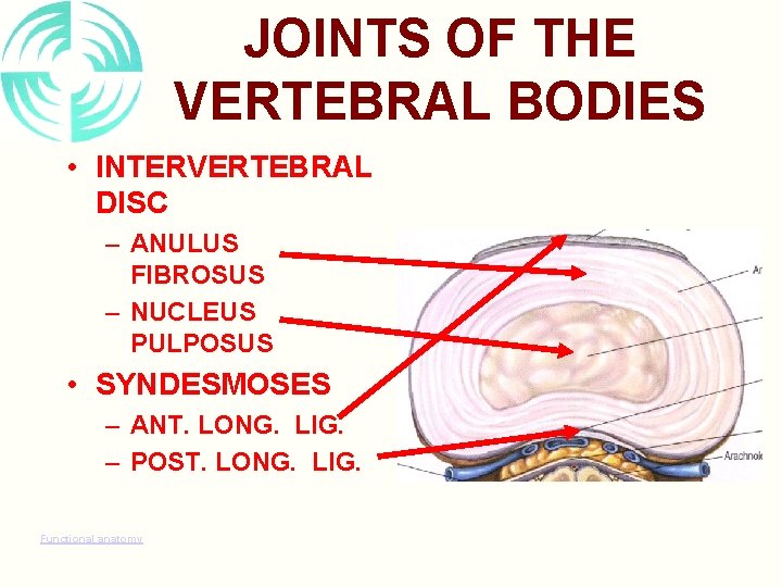 JOINTS OF THE VERTEBRAL BODIES • INTERVERTEBRAL DISC – ANULUS FIBROSUS – NUCLEUS PULPOSUS