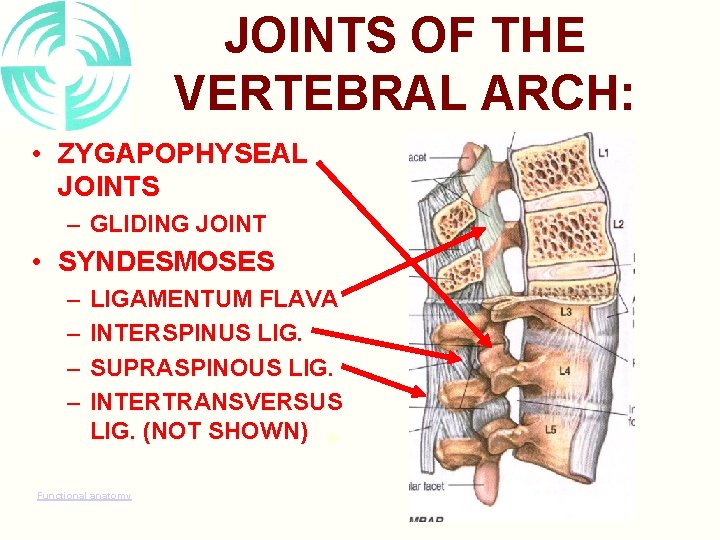 JOINTS OF THE VERTEBRAL ARCH: • ZYGAPOPHYSEAL JOINTS – GLIDING JOINT • SYNDESMOSES –