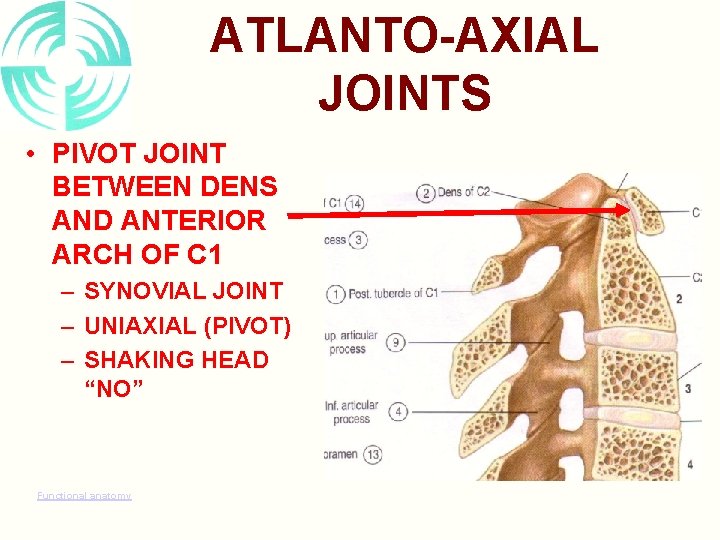 ATLANTO-AXIAL JOINTS • PIVOT JOINT BETWEEN DENS AND ANTERIOR ARCH OF C 1 –