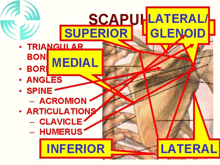 LATERAL/ SCAPULA SUPERIOR GLENOID • TRIANGULAR BONE MEDIAL • BORDERS • ANGLES • SPINE