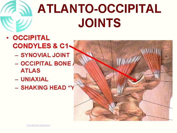 ATLANTO-OCCIPITAL JOINTS • OCCIPITAL CONDYLES & C 1 – SYNOVIAL JOINT – OCCIPITAL BONE