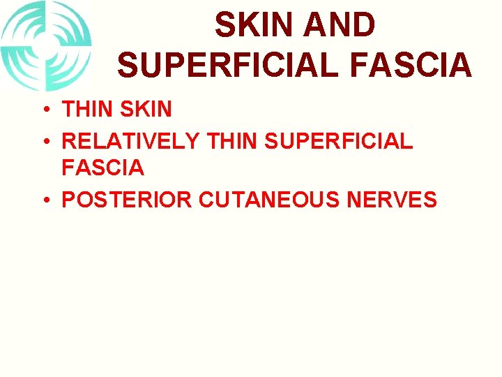 SKIN AND SUPERFICIAL FASCIA • THIN SKIN • RELATIVELY THIN SUPERFICIAL FASCIA • POSTERIOR