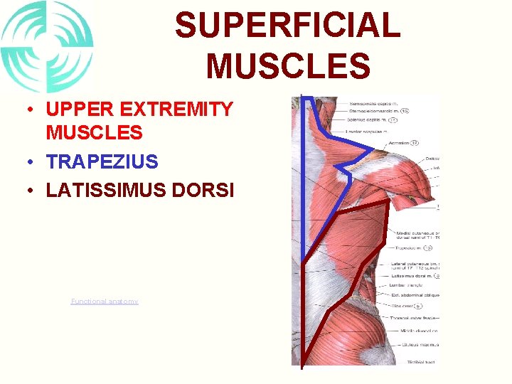 SUPERFICIAL MUSCLES • UPPER EXTREMITY MUSCLES • TRAPEZIUS • LATISSIMUS DORSI Functional anatomy 