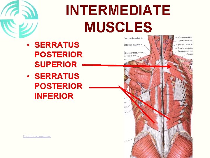 INTERMEDIATE MUSCLES • SERRATUS POSTERIOR SUPERIOR • SERRATUS POSTERIOR INFERIOR Functional anatomy 