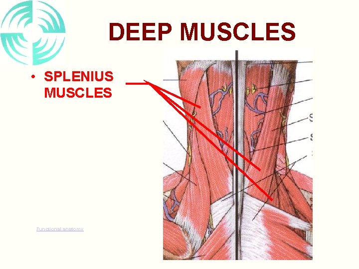 DEEP MUSCLES • SPLENIUS MUSCLES Functional anatomy 