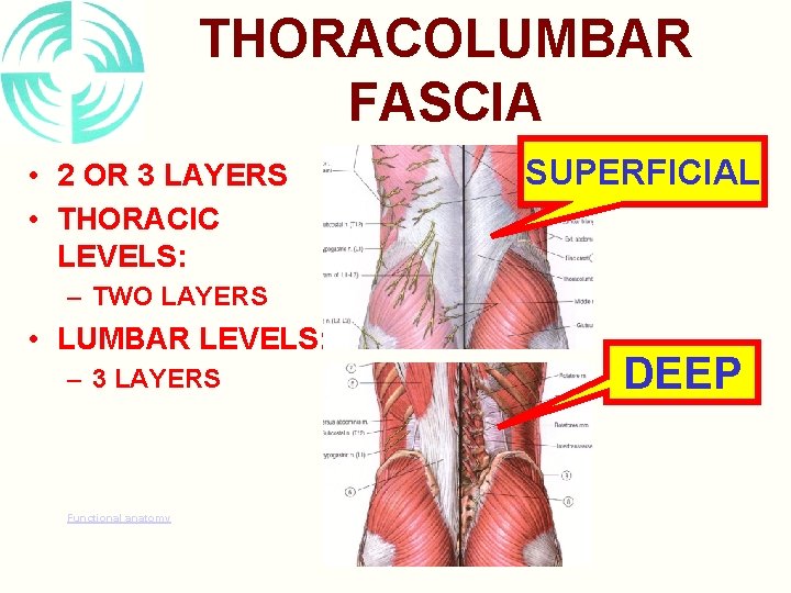 THORACOLUMBAR FASCIA • 2 OR 3 LAYERS • THORACIC LEVELS: SUPERFICIAL – TWO LAYERS