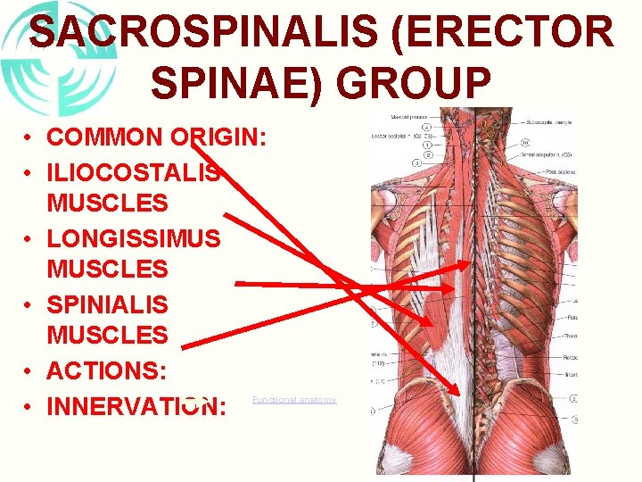 SACROSPINALIS (ERECTOR SPINAE) GROUP • COMMON ORIGIN: • ILIOCOSTALIS MUSCLES • LONGISSIMUS MUSCLES •