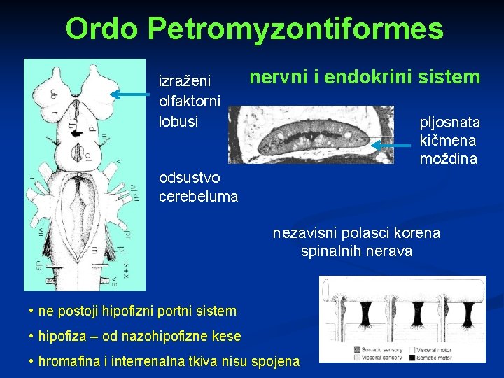 Ordo Petromyzontiformes izraženi olfaktorni lobusi nervni i endokrini sistem pljosnata kičmena moždina odsustvo cerebeluma