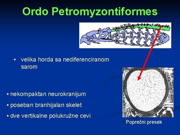 Ordo Petromyzontiformes • velika horda sa nediferenciranom sarom • nekompaktan neurokranijum • poseban branhijalan