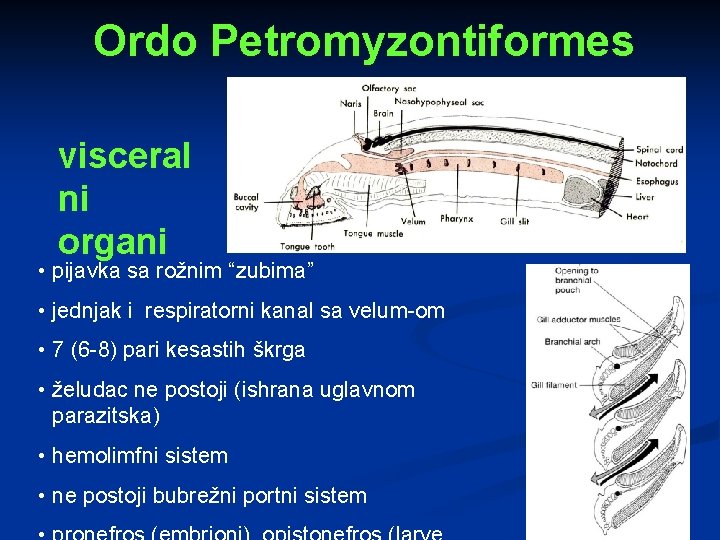 Ordo Petromyzontiformes visceral ni organi • pijavka sa rožnim “zubima” • jednjak i respiratorni