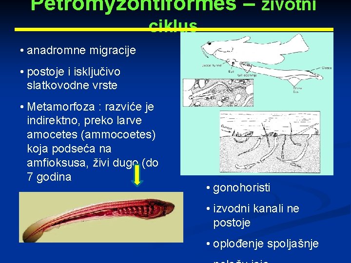 Petromyzontiformes – životni ciklus • anadromne migracije • postoje i isključivo slatkovodne vrste •