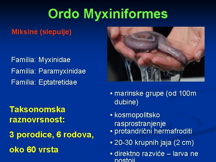 Ordo Myxiniformes Miksine (slepulje) Familia: Myxinidae Familia: Paramyxinidae Familia: Eptatretidae Taksonomska raznovrsnost: 3 porodice,