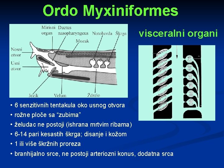 Ordo Myxiniformes visceralni organi • 6 senzitivnih tentakula oko usnog otvora • rožne ploče