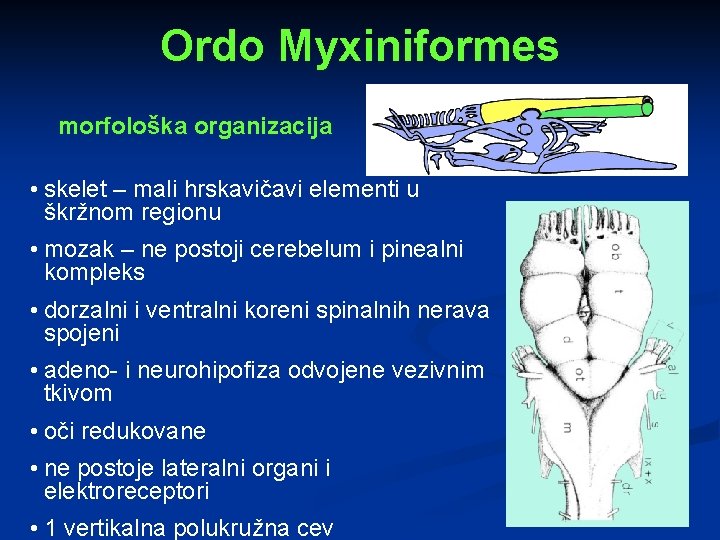 Ordo Myxiniformes morfološka organizacija • skelet – mali hrskavičavi elementi u škržnom regionu •