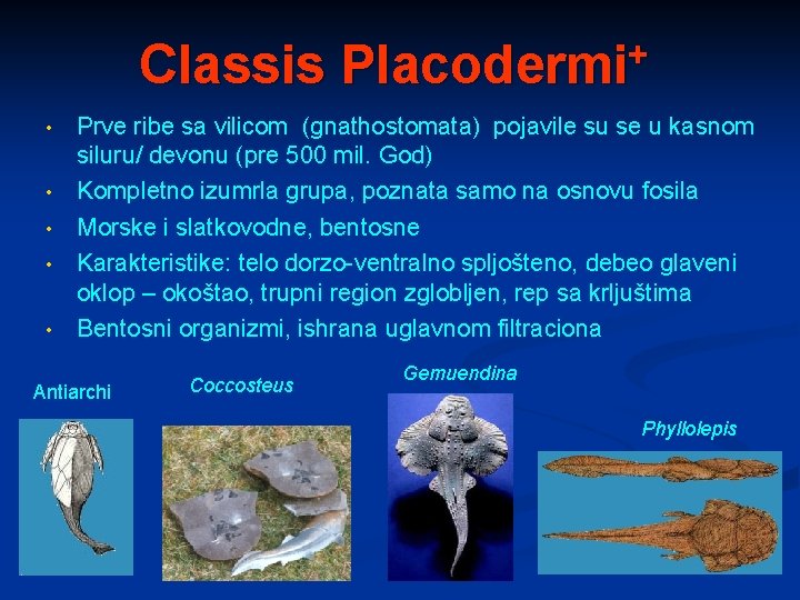 Classis Placodermi+ • • • Prve ribe sa vilicom (gnathostomata) pojavile su se u