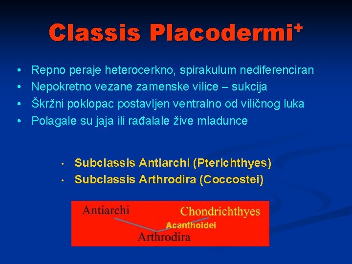 Classis Placodermi+ • • Repno peraje heterocerkno, spirakulum nediferenciran Nepokretno vezane zamenske vilice –