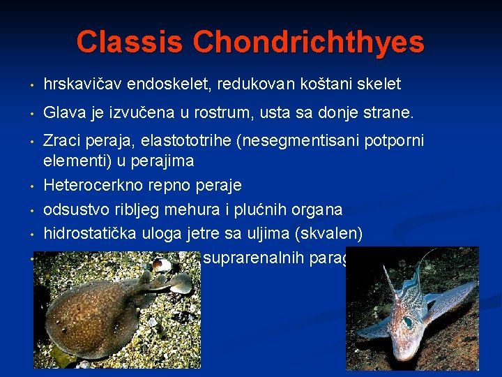 Classis Chondrichthyes • hrskavičav endoskelet, redukovan koštani skelet • Glava je izvučena u rostrum,