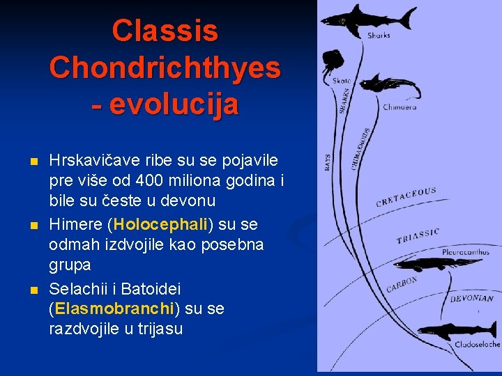 Classis Chondrichthyes - evolucija n n n Hrskavičave ribe su se pojavile pre više