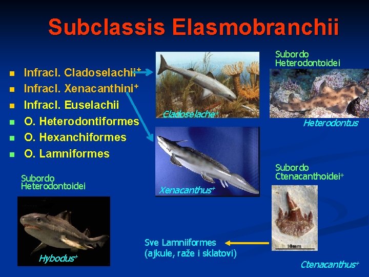 Subclassis Elasmobranchii n n n Infracl. Cladoselachii+ Infracl. Xenacanthini+ Infracl. Euselachii O. Heterodontiformes O.