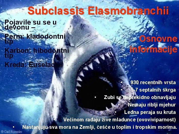 Subclassis Elasmobranchii Pojavile su se u devonu – Perm: kladodontni tip Karbon: hibodontni tip